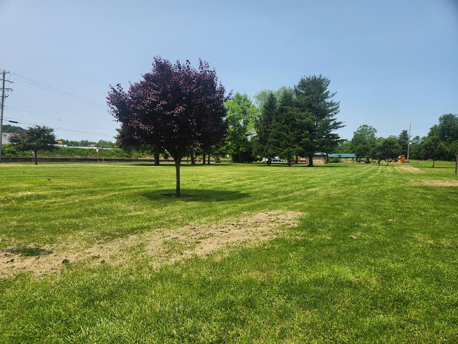 green space with a few trees.