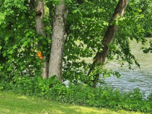 orange birdhouse on a tree by the river.