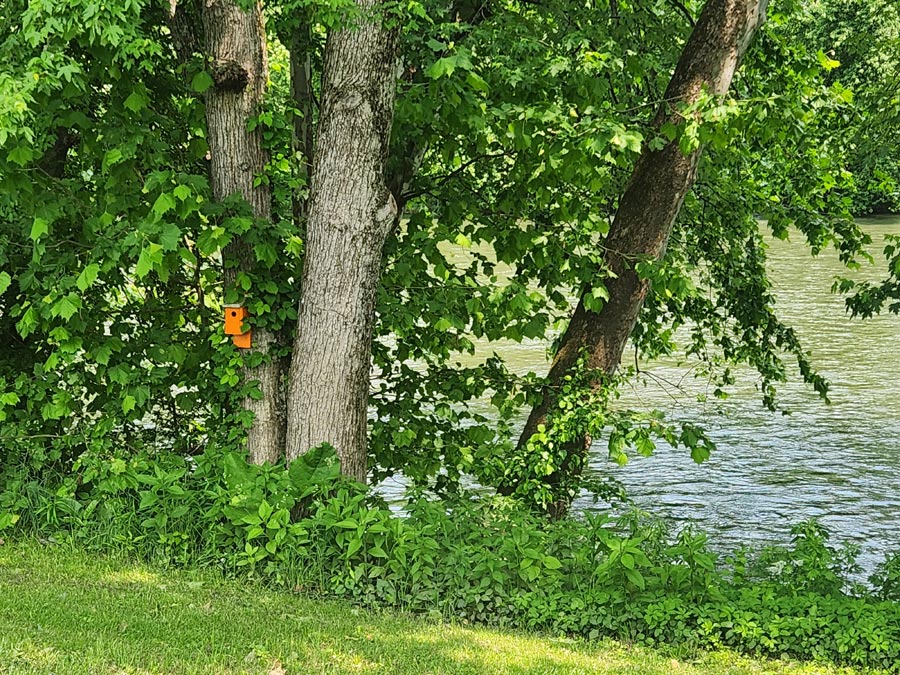 orange birdhouse on a tree by the river.