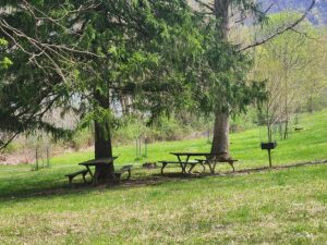 picnic tables beneath two large trees.