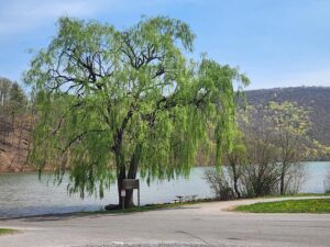large weeping willow.